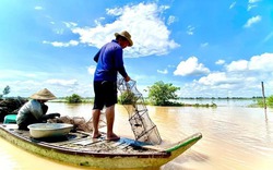 Cá linh non đã về khi mực nước đầu nguồn ở An Giang, Đồng Tháp dâng lên mang theo sản vật mùa nước nổi