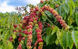 Giá Robusta đạt mức cao nhất 4 tuần do xuất khẩu từ Việt Nam chậm lại