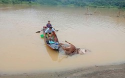 Mưa lũ ở Hòa Bình gây sạt lở đường nghiêm trọng, cuốn trôi cả trâu, bò