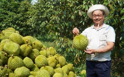 "Mỏ vàng sầu riêng", loại trái cây vua của Việt Nam: Xuất khẩu sầu riêng đông lạnh, sẽ hết cảnh dội chợ? (Bài 2)