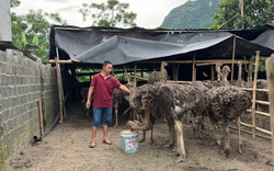 Lão nông ở Hòa Bình "bỏ túi" hơn nửa tỷ mỗi năm từ mô hình kinh tế tổng hợp