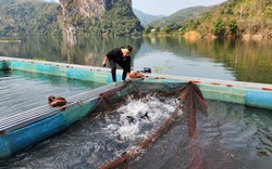 Lai Châu: Nông dân Than Uyên khấm khá từ nghề nuôi cá lồng trên lòng hồ thủy điện