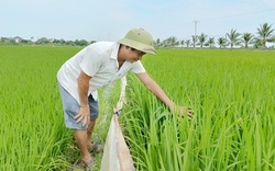 Từng bị gọi là "gã điên", nay ông nông dân Thái Bình có 25ha lúa, mỗi năm thu 200 tấn thóc