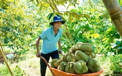 "Mỏ vàng sầu riêng", loại trái cây vua của Việt Nam: Sức nóng từ vùng trồng sầu riêng Tây Nguyên (Bài 1)