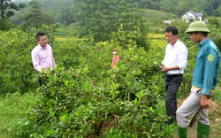 Vốn vay Ngân hàng CSXH hội giúp thanh niên nông thôn Tuyên Quang khởi nghiệp thành công với nhiều mô hình mới