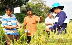 Các nhà khoa học hàng đầu từ 15 quốc gia "hiến kế" về  giống lúa chống chịu biến đổi khí hậu tại Việt Nam