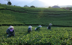 Tân Hiệp Phát: Kết nối chuỗi giá trị, mang lại lợi ích bền vững từ cây chè Thái Nguyên