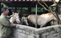 Con vật mắt đỏ, thân trắng toàn tập này, hễ nhà nào ở Bắc Giang nuôi thành công đều giàu lên trông thấy