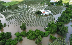 420 ha thanh long ở Bình Thuận bị ngập gần đến ngọn do mưa lũ, chính quyền đang hỗ trợ người dân