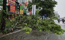 Mưa gió lớn giữa trưa, nhiều cây xanh gãy đổ trên tuyến đường huyết mạch ở Hà Nội