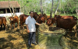 Nuôi lợn, nuôi gà, nuôi cả bò, một người Quảng Nam có doanh thu hơn 10 tỷ đồng/năm, là Nông dân Việt Nam xuất sắc