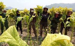 Tăng thuế thuốc lá đột ngột, nông dân vùng nguyên liệu sẽ chịu tác động như thế nào?