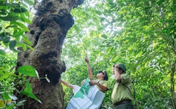 Khu rừng này ở Phú Thọ cách Hà Nội 70km, chỉ có hơn 300 cây gỗ quý, toàn cây cổ thụ to thế này