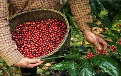 Cà phê Robusta tăng trở lại ngay sau 1 phiên giảm, có lúc vượt kỷ lục