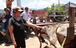 Bò sữa ở Lâm Đồng tự dưng chết bất thường hàng loạt, chưa rõ nguyên nhân, dân đang hoang mang