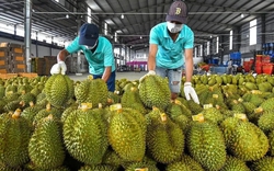 Đăng ký mã số xuất khẩu sang Trung Quốc, có doanh nghiệp doanh thu "khủng" cũng không đáp ứng được yêu cầu   