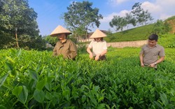 Hỗ trợ phân bón trồng chè, mở ra cơ hội thoát nghèo cho nhiều hộ dân ở Thái Nguyên 