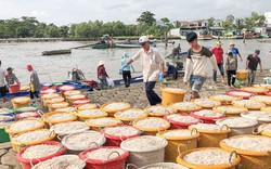 Con ruốc là con gì mà nổi dày đặc, dân một nơi ở Cà Mau đi vớt hàng tấn, bỏ túi cả chục triệu/ngày?