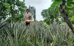 Cho 2 cây ăn trái này chung ruộng, ai ngờ cây nào cũng ra trái quá trời, một ông nông dân Hậu Giang giàu lên