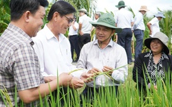 Mô hình thí điểm đề án 1 triệu ha lúa chất lượng cao, phát thải thấp ở Sóc Trăng chưa đầu tư bài bản