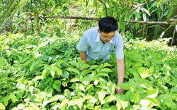 Ông nông dân Nghệ An ươm thành công cây "lợn điên", một loại dược liệu quý chữa được rất nhiều bệnh