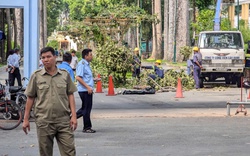 Công ty Công viên cây xanh TP.HCM thông tin về tai nạn ở Công viên Tao Đàn khiến 2 người chết, 3 người bị thương