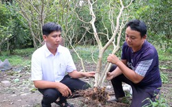 Một loại cây bình dân ra trái thơm tự dưng chết hàng loạt, ngành chức năng Sóc Trăng đang tìm nguyên nhân