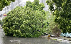 Thạc sỹ Nguyễn Hoàng Hào - Viện Điều tra Quy hoạch rừng (Bộ NNPTNT): Những bài toán cây xanh Hà Nội đang phải đối mặt