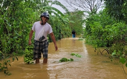 Nước sông Hồng lên cao, người dân bãi giữa xót xa ngâm mình trục vớt từng con gà, buồng chuối