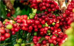 Robusta thế giới tiếp nối đà tăng, cao nhất gần 16 năm, cà phê trong nước đồng loạt đi lên