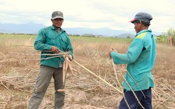 Vì sao nông dân vùng trồng mía, mì lớn nhất Ninh Thuận mong muốn vào hợp tác xã nông nghiệp?