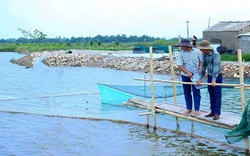 Cho tôm sú, cua biển "chung nhà" với cá đối ở Hà Tĩnh, con nào cũng ngon, cứ 1ha dân lãi hơn 250 triệu đồng