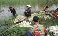 Loại cây dại xưa phạt đi chả xuể, nay ở Sóc Trăng dân nhổ đọt non làm rau đặc sản đãi bình dân, nhà giàu