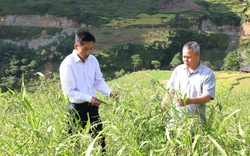 Trồng cây ý dĩ - là vị thuốc quý và hồng không hạt, nông dân xã biên giới Hà Giang thoát nghèo