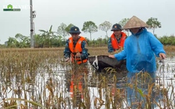 Được bộ đội ngâm mình trong nước giúp gặt lúa sau bão, nông dân rối rít cảm ơn