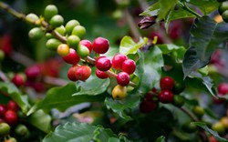 Robusta bật tăng mạnh, lợi thế lớn cho cà phê Việt Nam