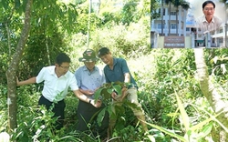 Làm rõ nguyên nhân thất bại việc liên kết trồng, tiêu thụ cây đảng sâm, cây khôi nhung ở Quảng Ngãi