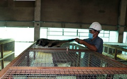 Nuôi con vật hoang dã "ăn khỏe, đẻ đều" này, một ông nông dân Tiền Giang bán 10 triệu đồng/cặp