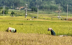 Nhiều chỉ tiêu kinh tế - xã hội của huyện Than Uyên đạt tiến độ kế hoạch đề ra