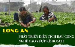 Tỉnh Long An phát triển vượt kế hoạch diện tích trồng rau công nghệ cao 