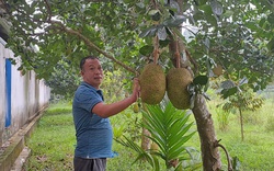 Làm mô hình vườn-ao-chuồng-VAC quy mô lớn, vợ chồng anh nông dân Thái Nguyên thu gần 2 tỷ/năm