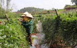 Trong nuôi loại gà "đại bổ", ngoài trồng thứ dây leo uống khỏe cả người, một nông dân Bắc Giang có lương cao