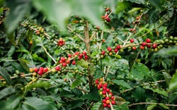 Robusta liên tục lập kỷ lục nhưng giá cà phê nội địa điều chỉnh chậm