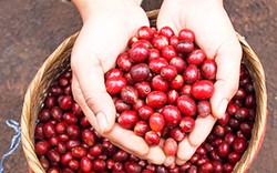 Robusta hồi phục, giá cà phê trong nước quay đầu tăng, Đắk Nông có giá cao nhất hôm nay 