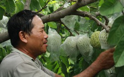 Trồng giống cây cho ra loại quả "khủng", nông dân Khánh Hòa hễ bán là thu khối tiền