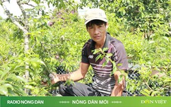 Người “se duyên” cho mận tam hoa và đào lông Đà Lạt