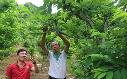 Nhờ cách làm này, các hợp tác xã nông nghiệp ở Lào Cai tăng cả về quy mô và sản lượng, xã viên phấn khởi