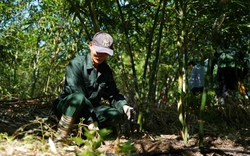 Quảng Bình: Trồng loại cây chịu kham khổ, nông dân này thu hàng trăm triệu/năm