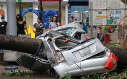 Nhiều cây cổ thụ ở Hà Nội bật gốc, đè nát ô tô sau siêu bão Yagi "cuồng phong" 