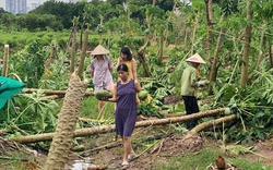 Đường sá Hà Nội “tê liệt" do cây đổ, hoa màu hư hại nặng